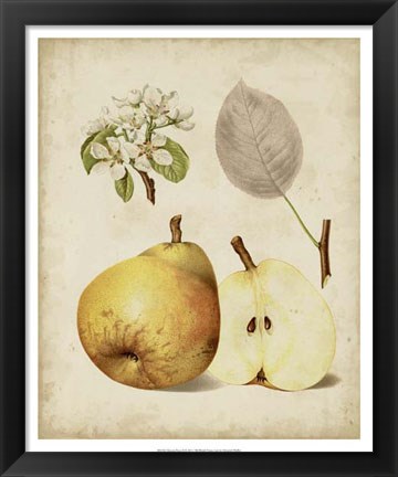 Framed Harvest Pears II Print