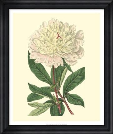 Framed Chinese Peony Print