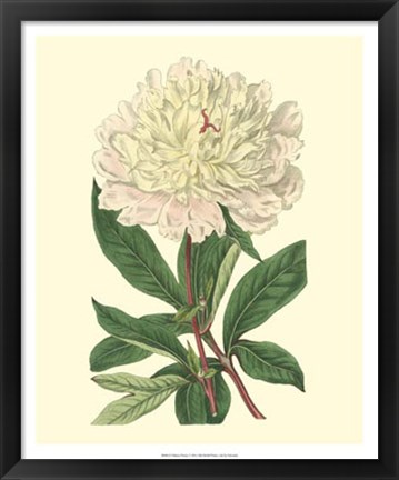 Framed Chinese Peony Print