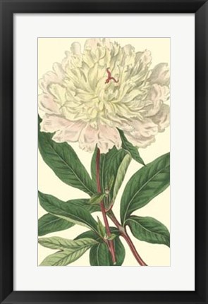 Framed Chinese Peony Print