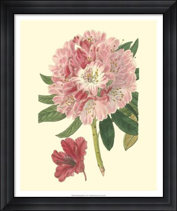 Framed Pink Rhododendron Print