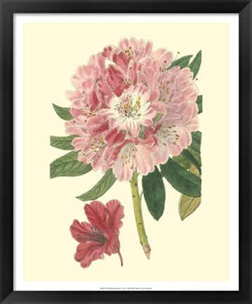 Framed Pink Rhododendron Print