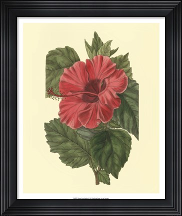 Framed Chinese Rose Mallow Print
