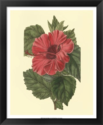 Framed Chinese Rose Mallow Print