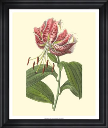 Framed Japanese Lily Print