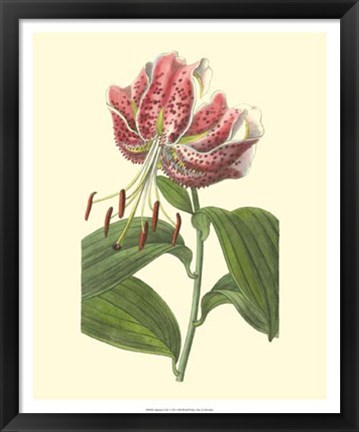 Framed Japanese Lily Print