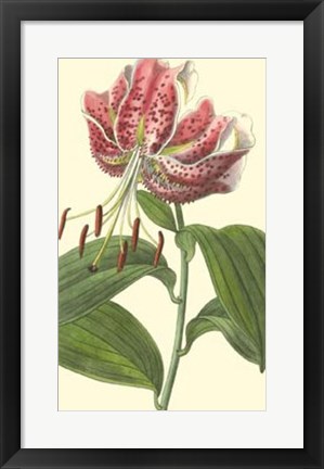 Framed Japanese Lily Print