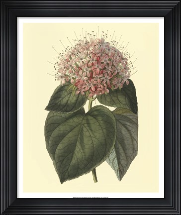 Framed Fragrant Clerodendron Print