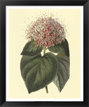 Framed Fragrant Clerodendron Print