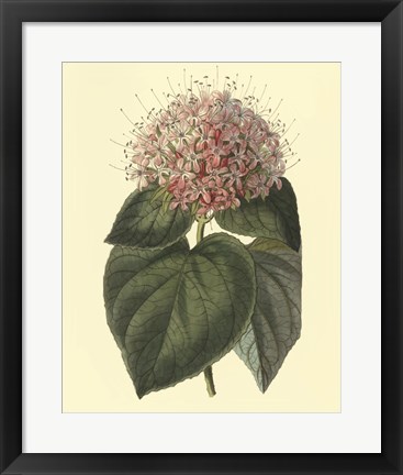 Framed Fragrant Clerodendron Print