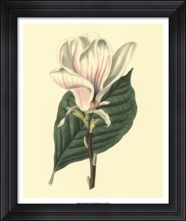 Framed Yulan Magnolia Print