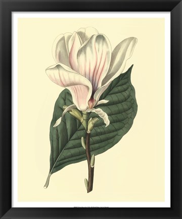 Framed Yulan Magnolia Print