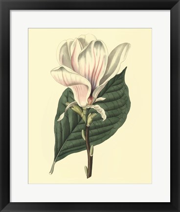 Framed Yulan Magnolia Print