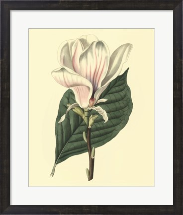 Framed Yulan Magnolia Print