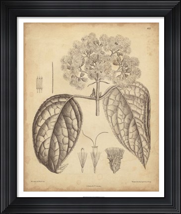 Framed Vintage Curtis Botanical I Print