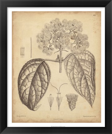 Framed Vintage Curtis Botanical I Print