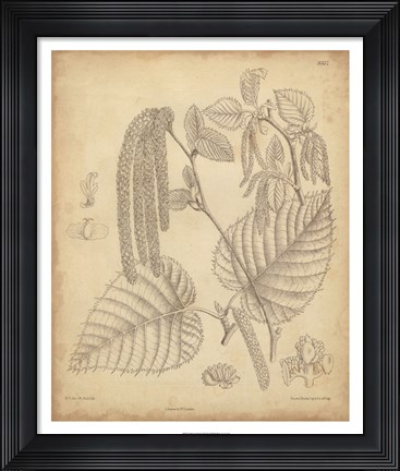 Framed Vintage Curtis Botanical II Print