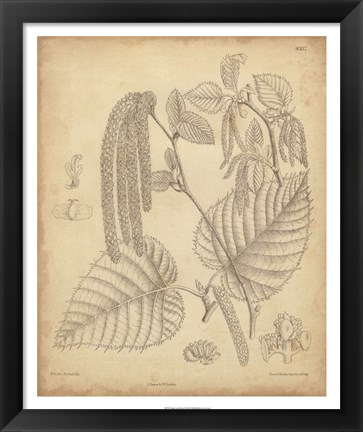 Framed Vintage Curtis Botanical II Print