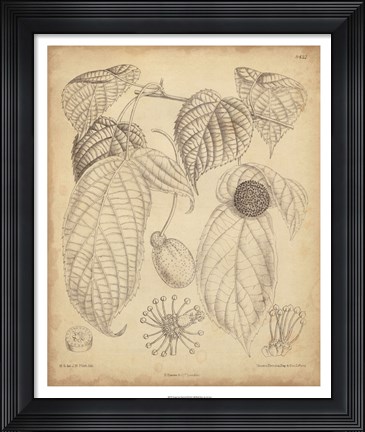 Framed Vintage Curtis Botanical III Print