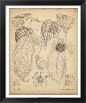 Framed Vintage Curtis Botanical III Print