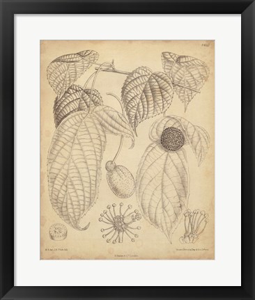 Framed Vintage Curtis Botanical III Print