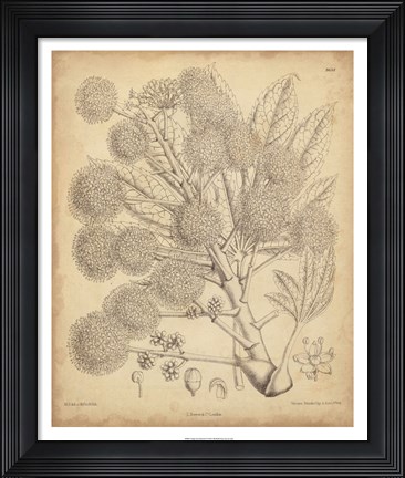 Framed Vintage Curtis Botanical IV Print