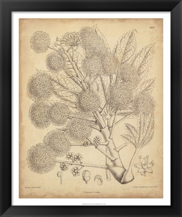 Framed Vintage Curtis Botanical IV Print