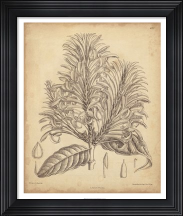 Framed Vintage Curtis Botanical V Print