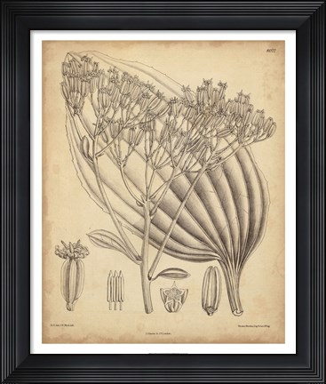 Framed Vintage Curtis Botanical VI Print