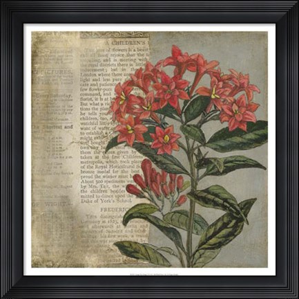 Framed Vintage Fleur Rouge II Print