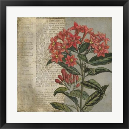 Framed Vintage Fleur Rouge II Print