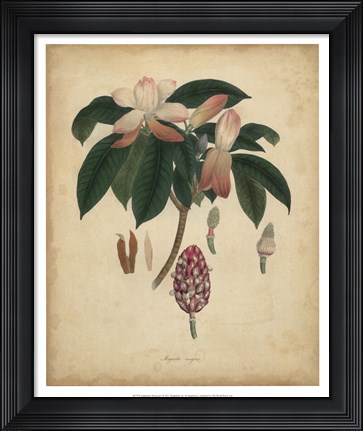 Framed Botanical I Print