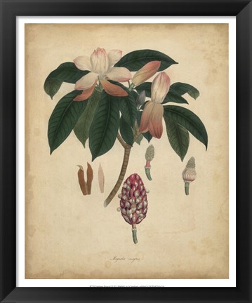 Framed Botanical I Print