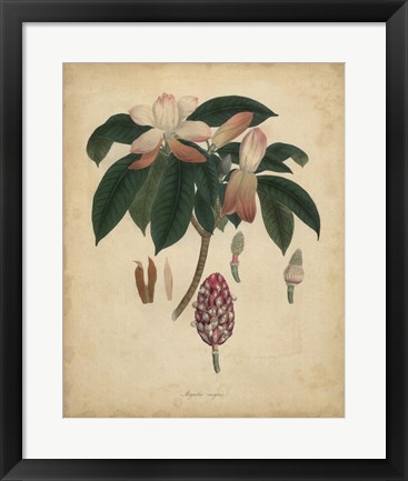 Framed Botanical I Print