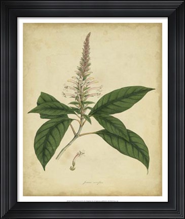 Framed Botanical II Print
