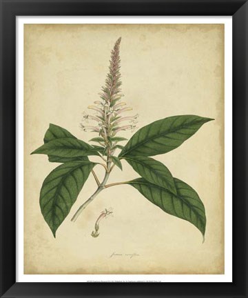 Framed Botanical II Print