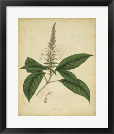 Framed Botanical II Print