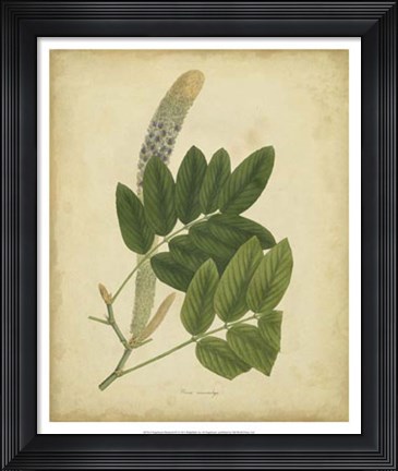Framed Botanical III Print