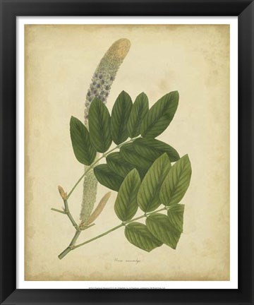 Framed Botanical III Print