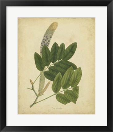 Framed Botanical III Print