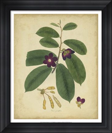 Framed Botanical IV Print