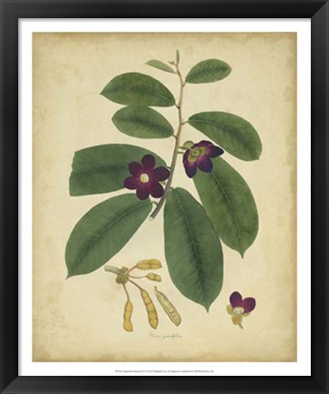 Framed Botanical IV Print