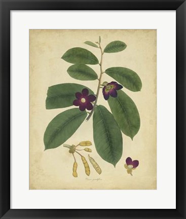 Framed Botanical IV Print