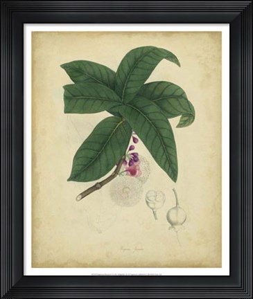 Framed Botanical V Print
