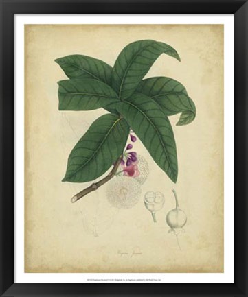 Framed Botanical V Print