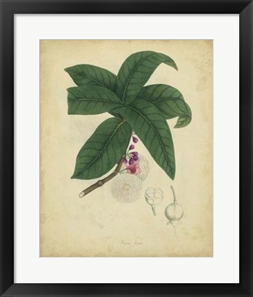 Framed Botanical V Print