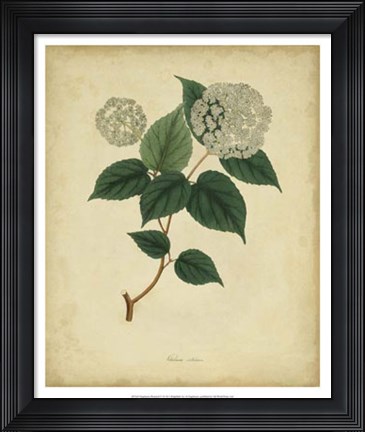 Framed Botanical VI Print