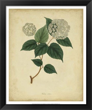 Framed Botanical VI Print