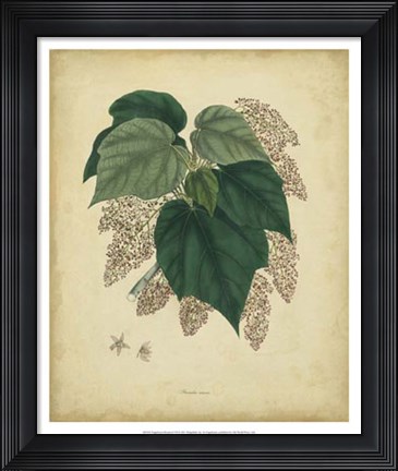 Framed Botanical VII Print