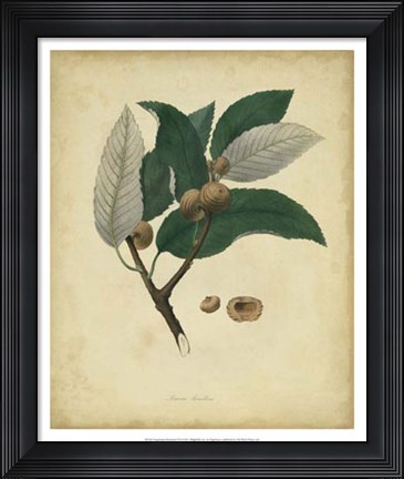 Framed Botanical VIII Print